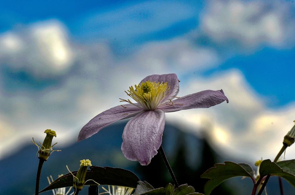 purple clematis flower on blurred background