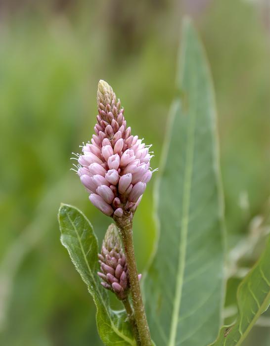 incredible Amphibious-Bistort Wildflower