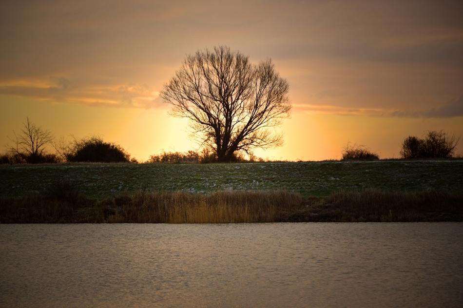 large tree on the after sunset sky