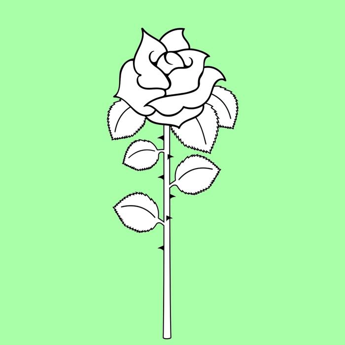 drawn rose on the green background