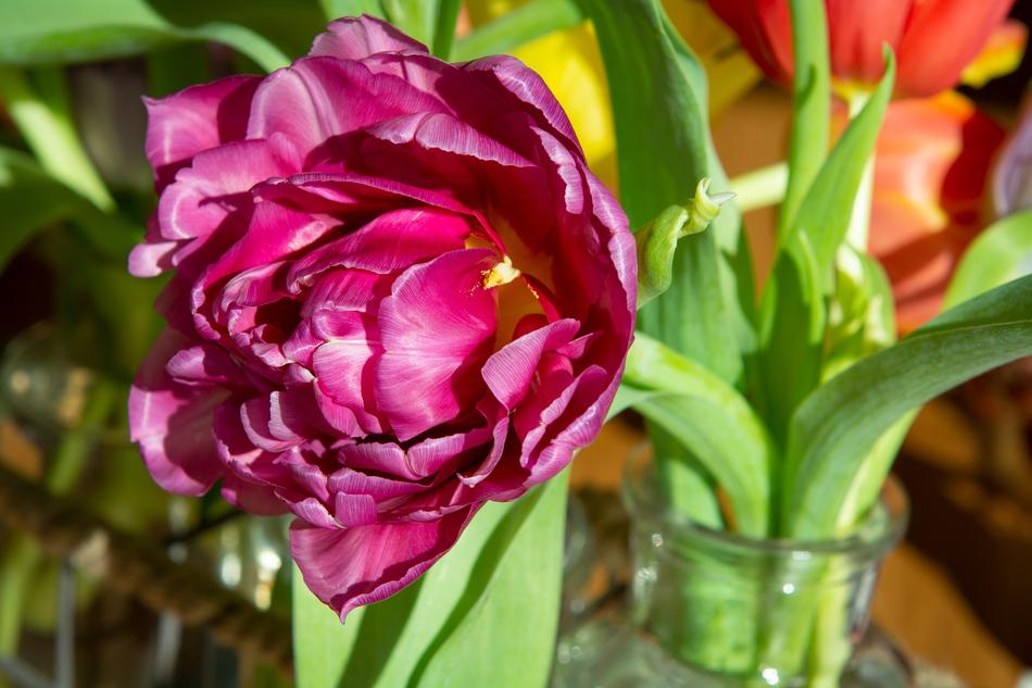 wonderful Flower Tulip Pink