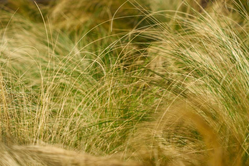 flowering grass in the pasture