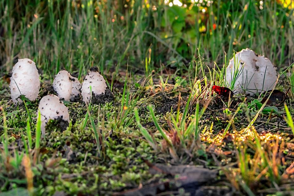 ceps on a green forest cover in summer