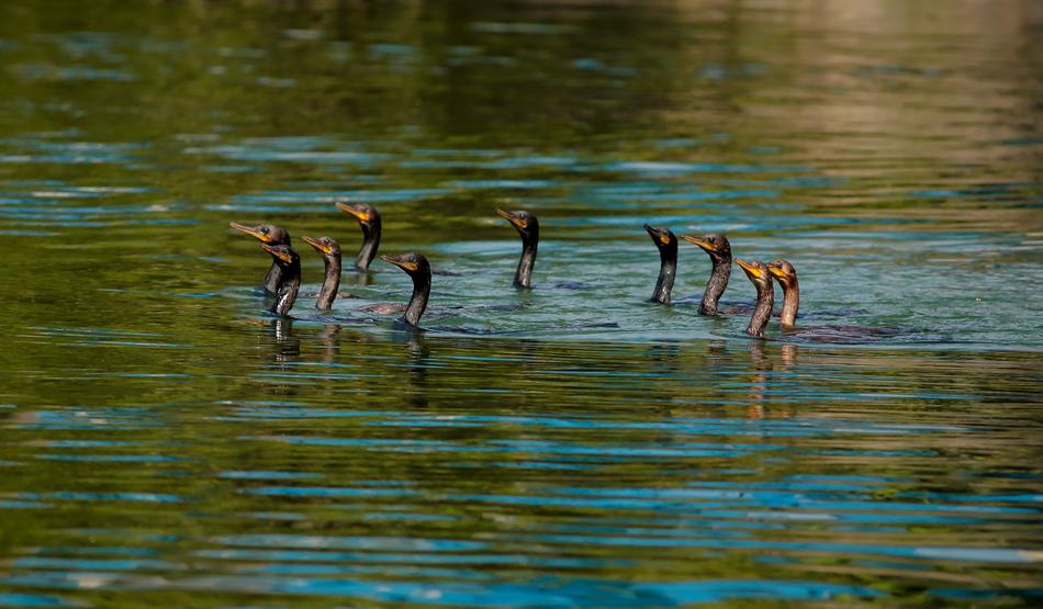 the heads of wild birds stick out above the sea surface