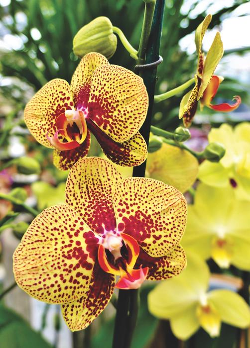 enchanting Orchid Flower