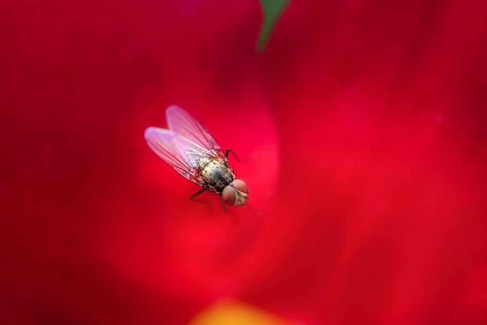 Fly Rosenblatt