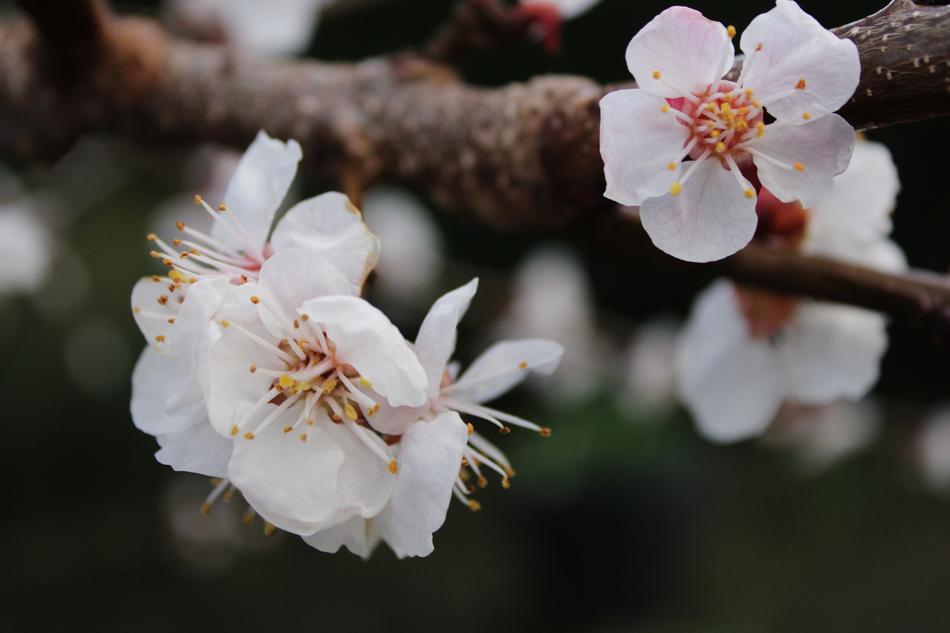 white fragrant flowers on a spring tree branch