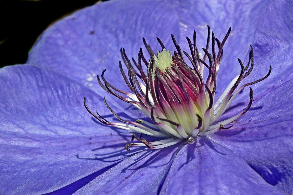 extraordinarily beautiful Clematis Flower Blue