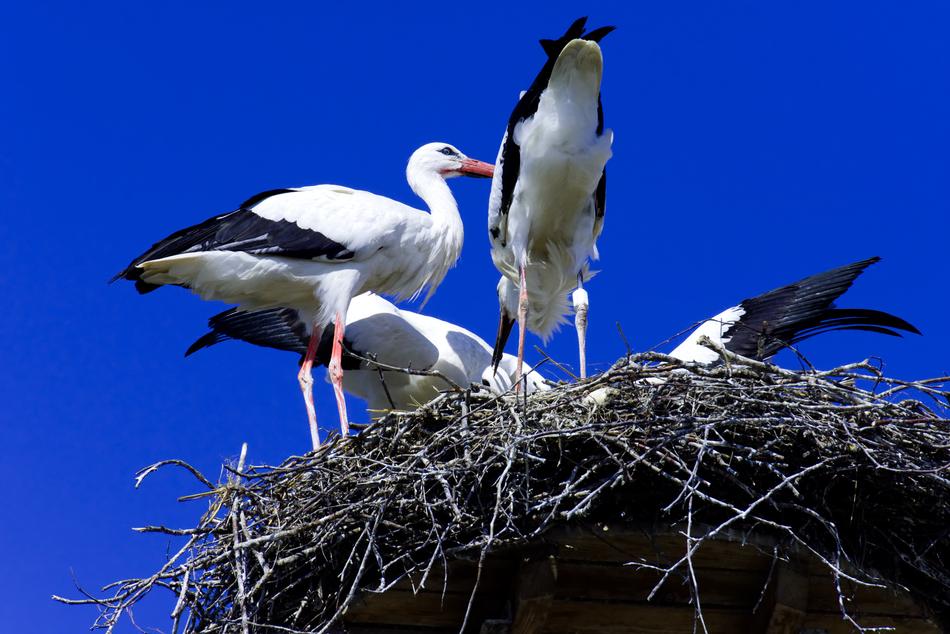 Stork Feed Young