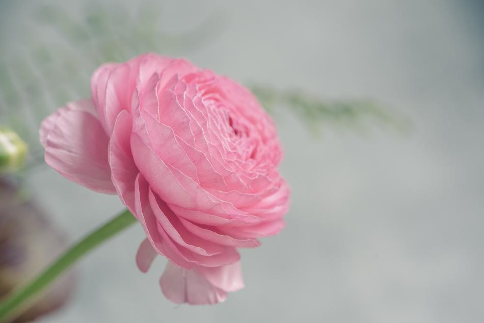 Pink Ranunkel flower