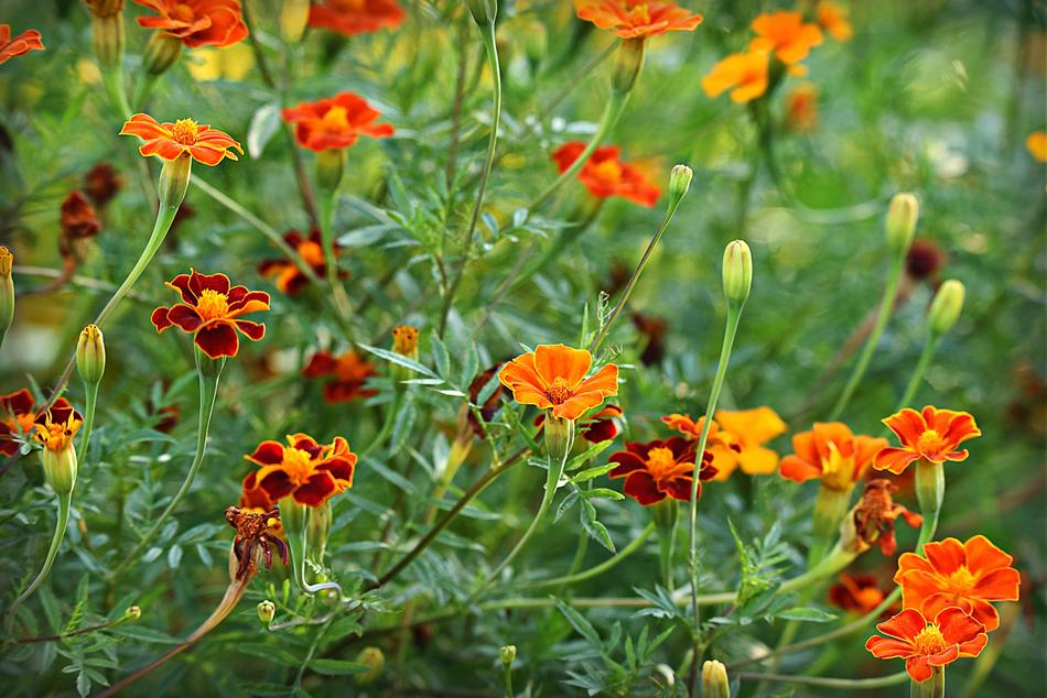 incredibly beautiful Marigold Tagetes Calendula