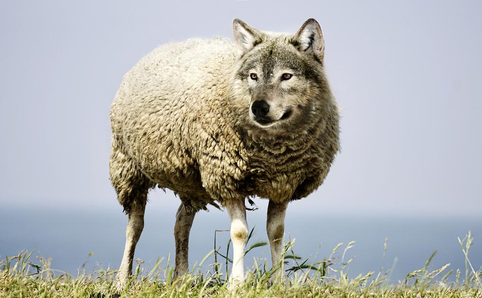 Wolf In Sheep