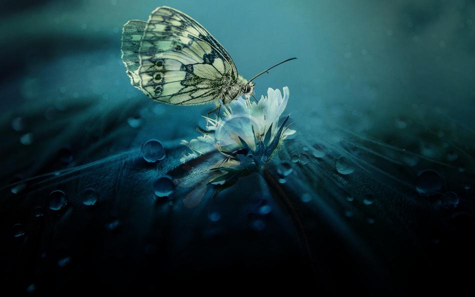 closeup view of Butterfly Animal on water