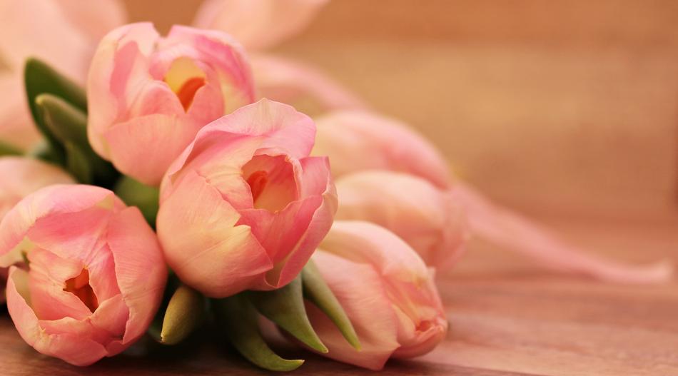 magnificent Tulipa Flowers