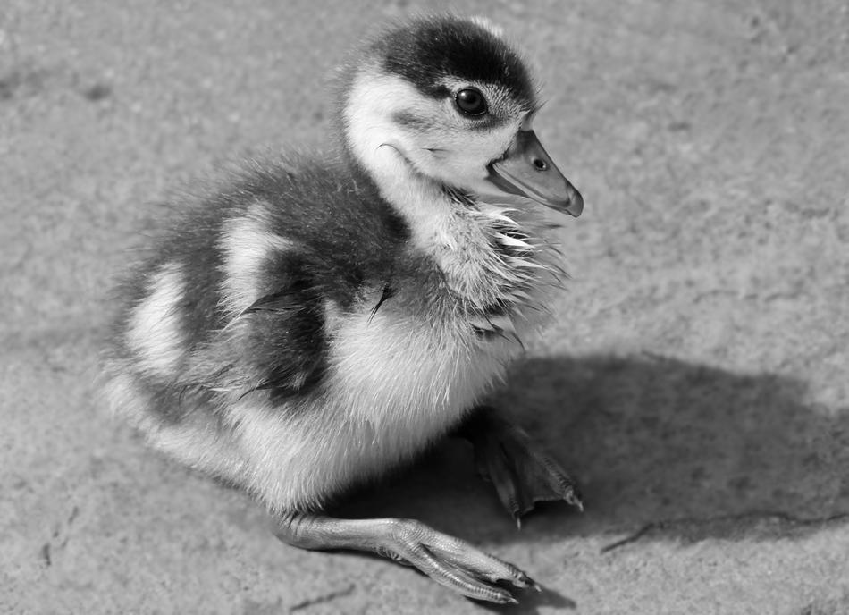 monochrome photo of a chicken of afro-tropical duck