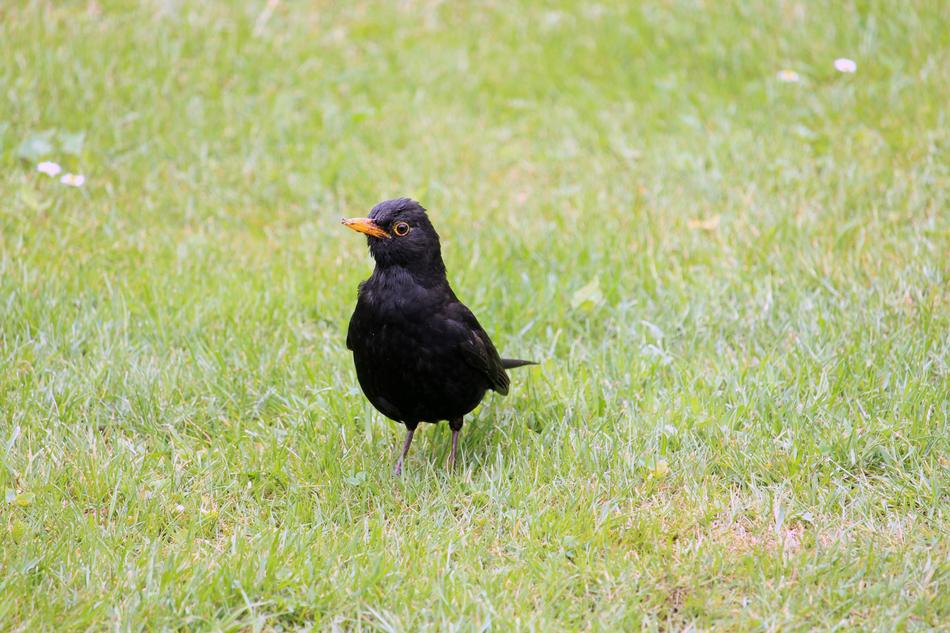 cute Blackbird on lawn