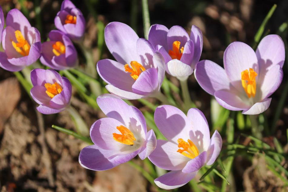 incredibly beautiful Crocus Lenz Early