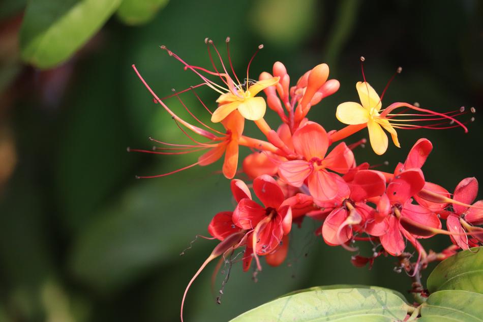 Bangalore Karnataka flowers