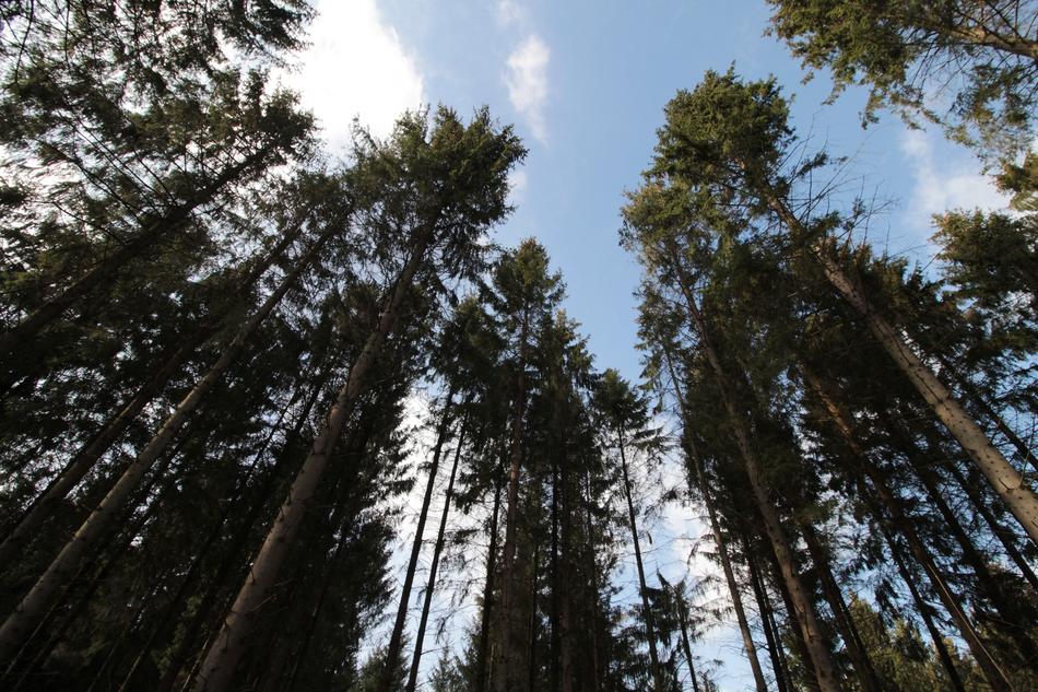 ravishing Forest Nature