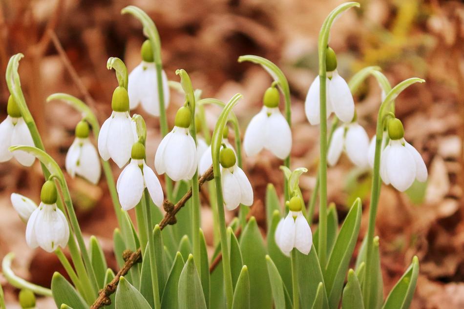 unusually beautiful Snowdrop Spring Flowers