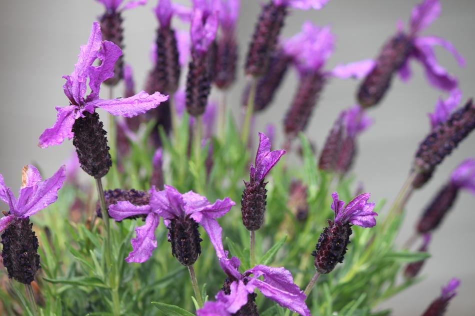 macro photo of blooming lavender