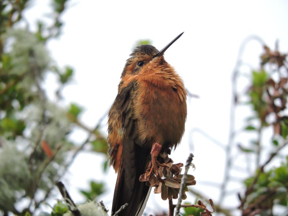 unusually beautiful Hummingbird