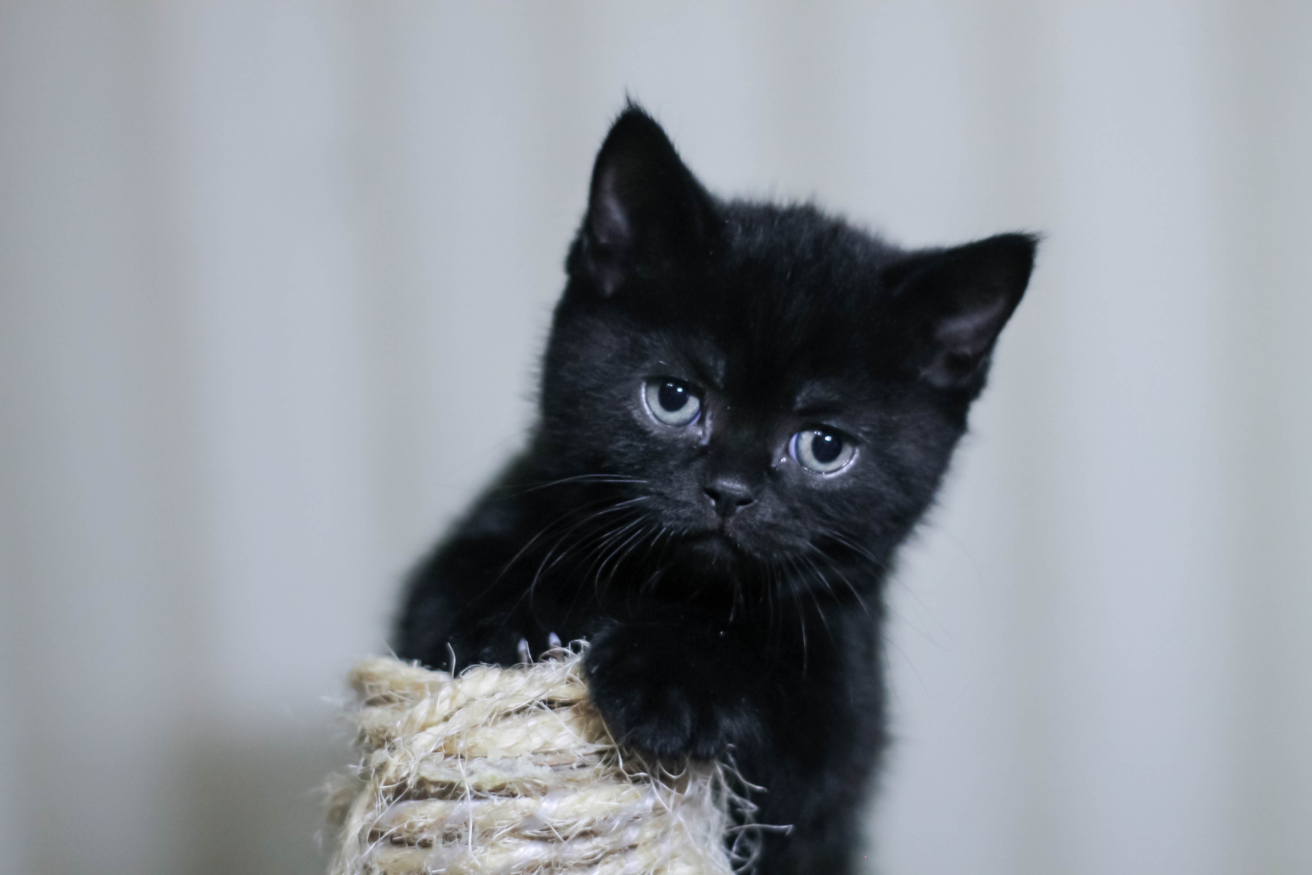 Closeup photo of Kitten Black Cat Pet free image download