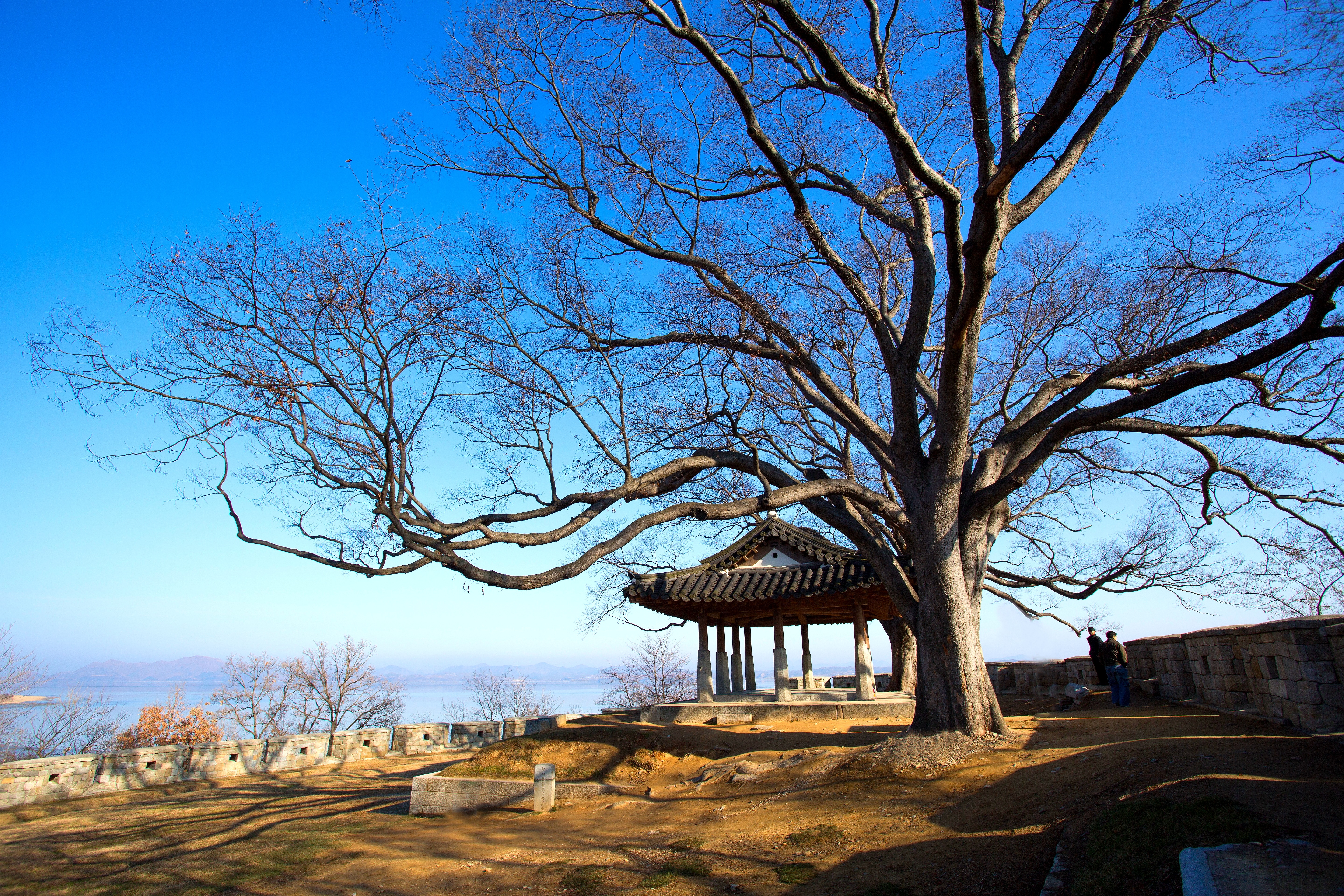 Древнее дерево Корея