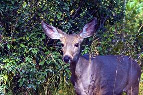 Mule Deer Doe at greenery in wild, usa, wyoming, grand teton national park