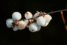 Snow Berries on twig at dark background, Symphoricarpos