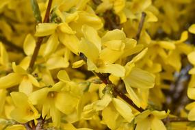 unusually beautiful Forsythia Garden Flower