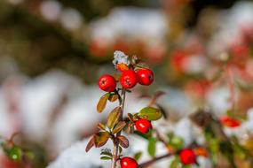 ravishing Berries Red Winter