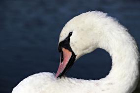 wonderful white Swan Water