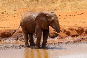 impressively beautiful Safari Animal