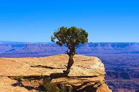 Lone Juniper Desert