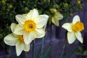 absolutely beautiful Daffodil Flower