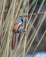 Bearded-Reedling Bird