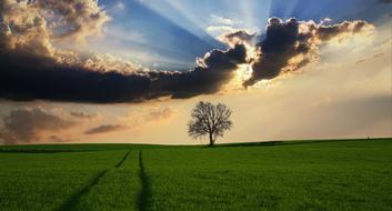 goodly Countryside Tree