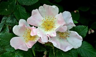 unusually beautiful Rose Wild Flower