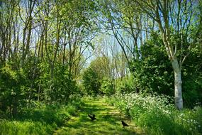 incredibly beautiful Lane Tree