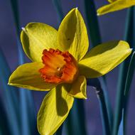 Yellow And Orange Daffodil