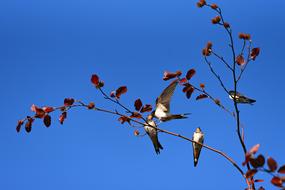 incredibly beautiful Swallow Bird