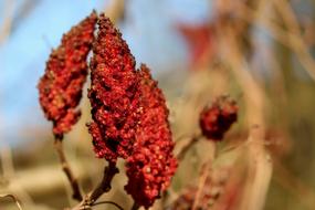 Sumac Rhus Spice flowers