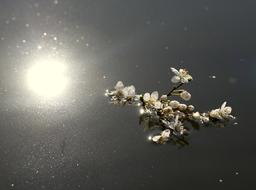 Flowers White Casey and sun