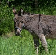 Donkey Farm green grass