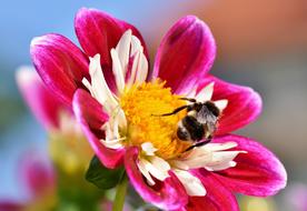 bumblebee on open bright dahlia flower