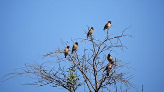 birds on top of a tree against a blue sky