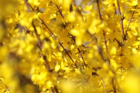 goodly Forsythia Chinese Bellflower