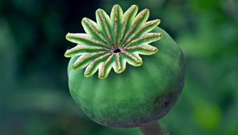 Poppy Green