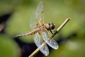 brown Dragonfly on dry stem